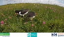 Beleef de weidevogels van Het Hogeland