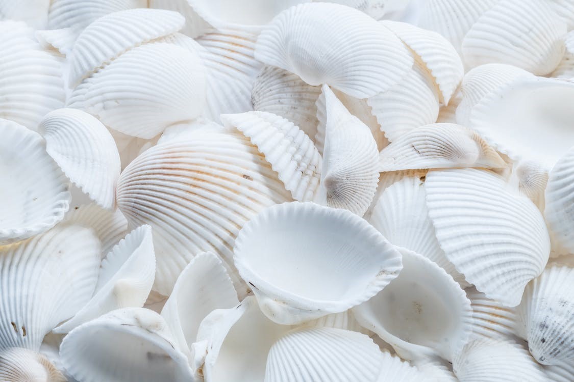 Zou je gemalen zeeschelpen moeten gebruiken voor tuinplanten