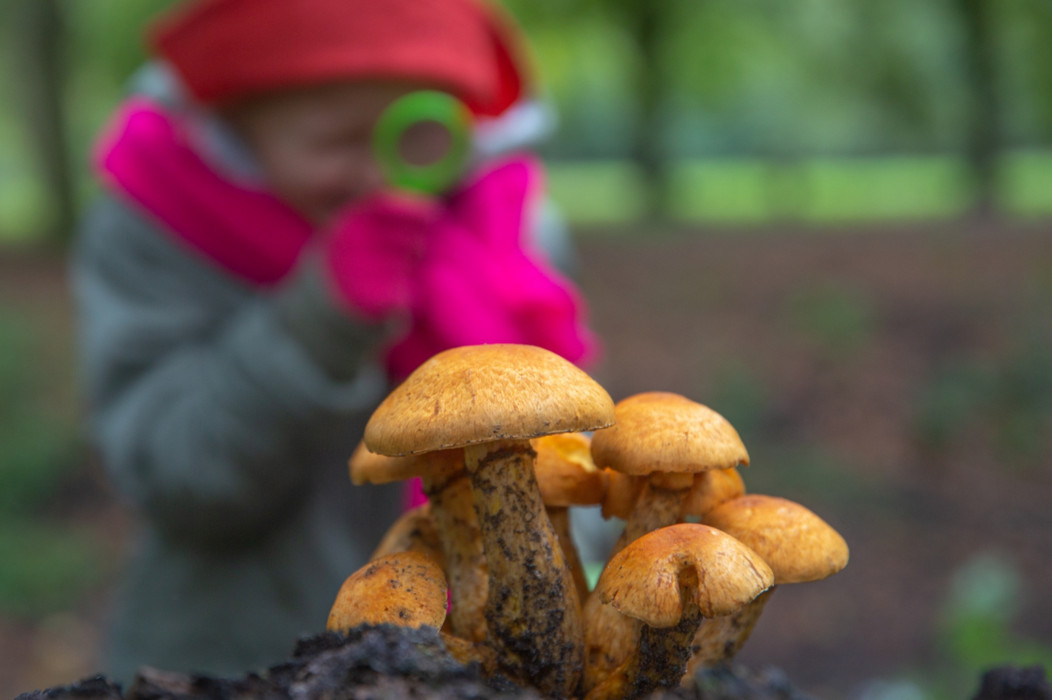 het groninger landschap jaarlijkse Paddenstoelenfestival op Landgoed Ennemaborg in Midwolda