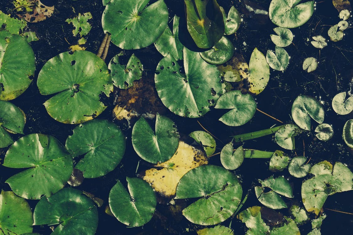 De beste tips voor het plaatsen van planten in je vijver 24webvertising