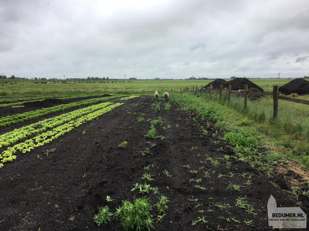 Schapen op de tuin - Werken Met Zorg - De makkelijke Moestuin - verkoop producten