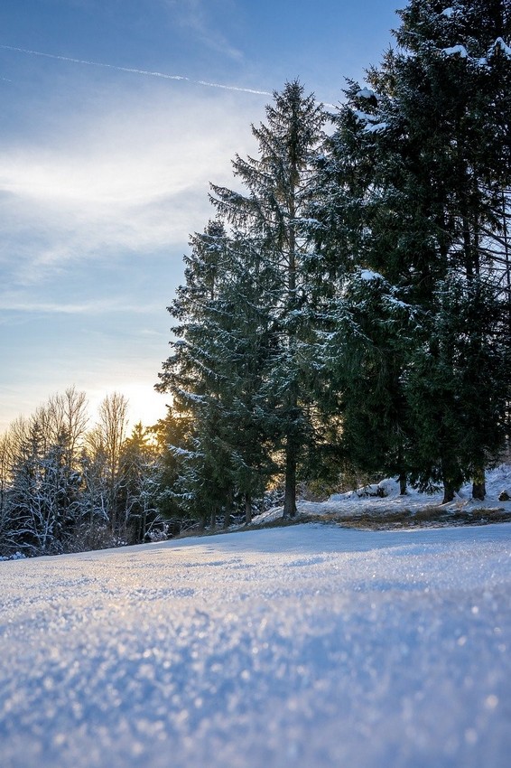 In de winter met je hond naar het bos? Let dan hierop!