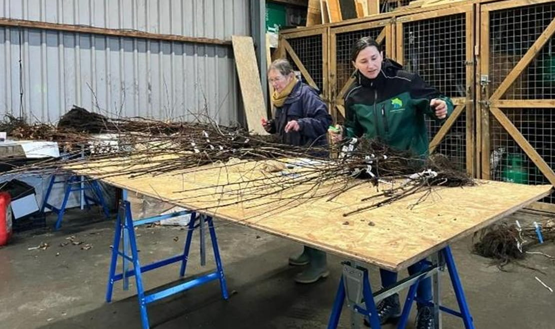 sorteren van het plantmateriaal bij Landschapsbeheer Groningen