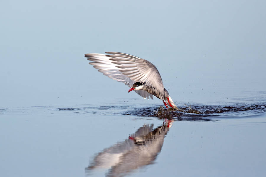 Het Groninger Landschap Themavaartocht Foxholstermeer en vogelkijkhut Kiekhörn